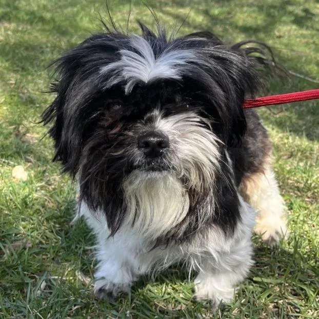 An adult small-sized female Black Shih Tzu dog named Oreo for adoption in Hinsdale, IL