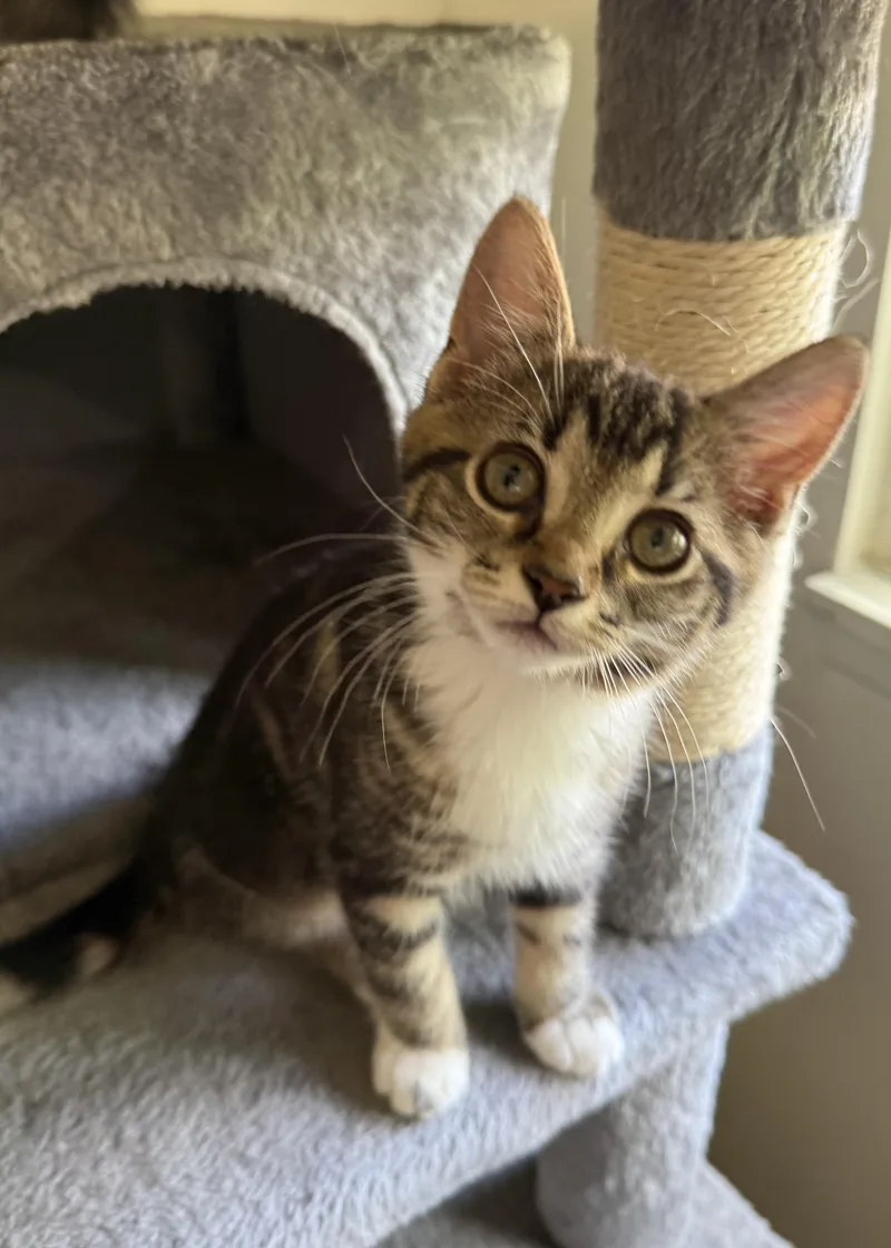 A baby medium-sized female Tabby (Tiger Striped) Domestic Short Hair cat named Olivia for adoption in South Lyon, MI