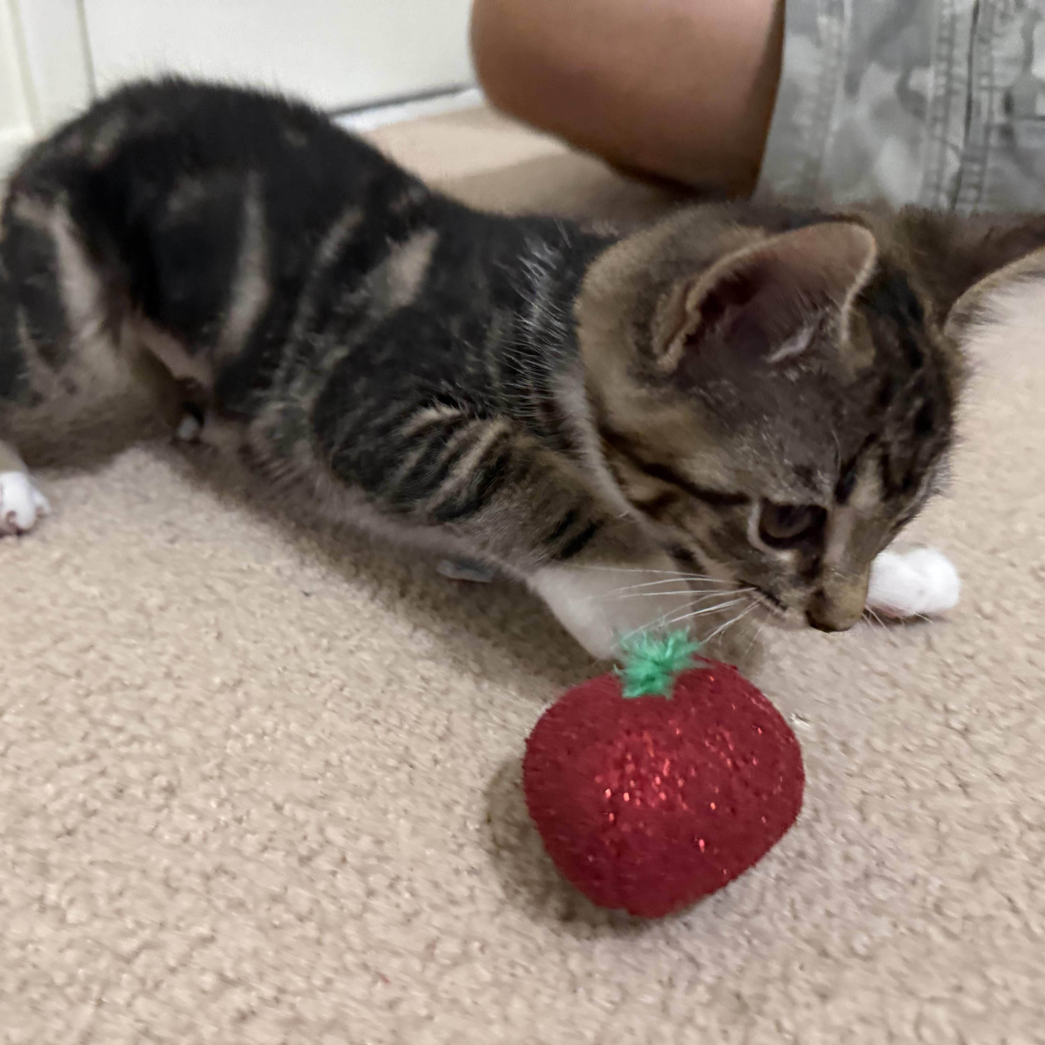 Olivia thumbnail 2