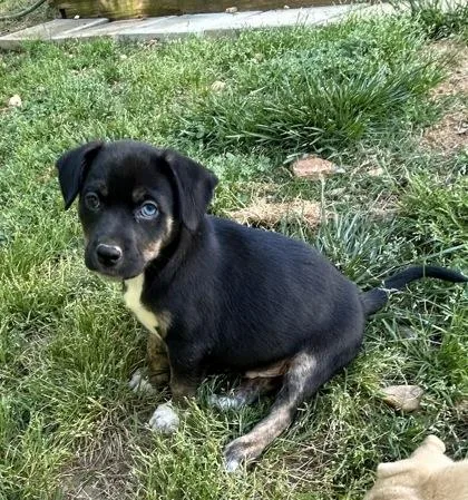 A baby large-sized male Mixed Breed dog named Gordon for adoption in Cumming, GA