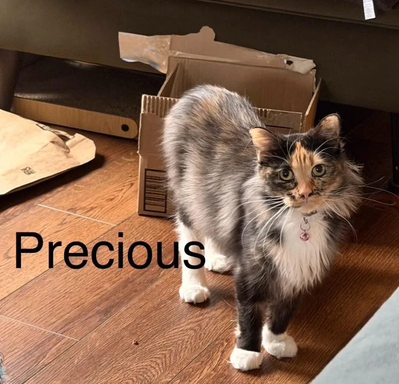 Little Girl  Precious