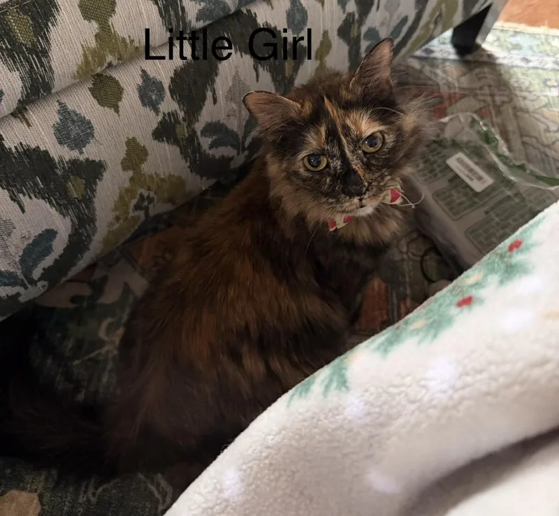 Little Girl  Precious thumbnail 2