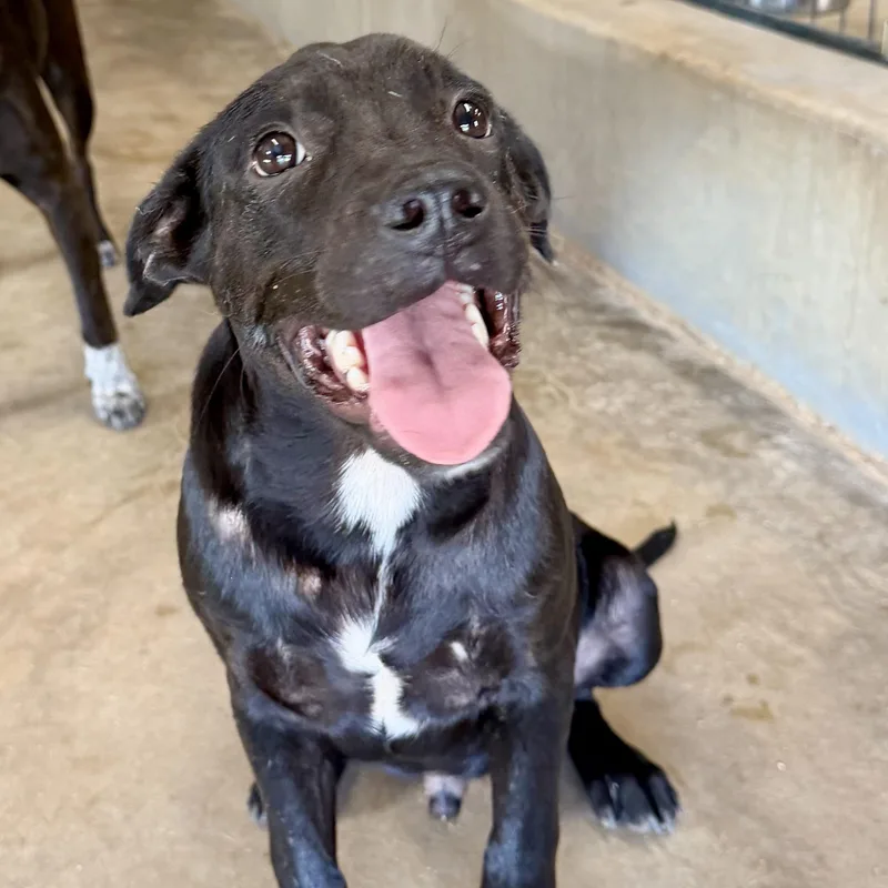 A baby medium-sized male Black Labrador Retriever dog named Chad for adoption in Brewton, AL