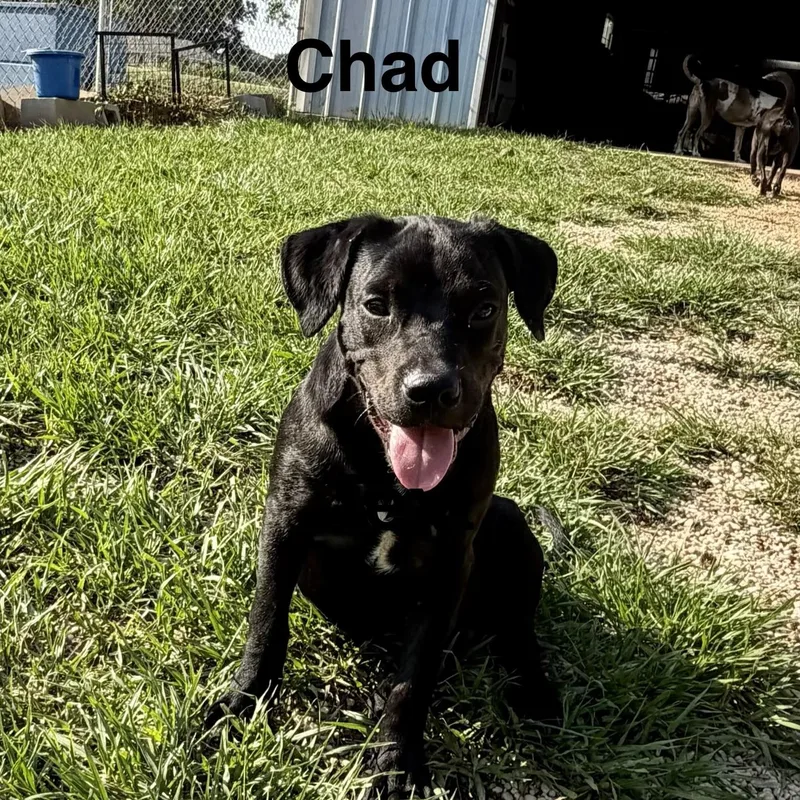 Chad thumbnail 3