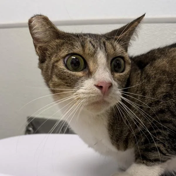 Tabby
