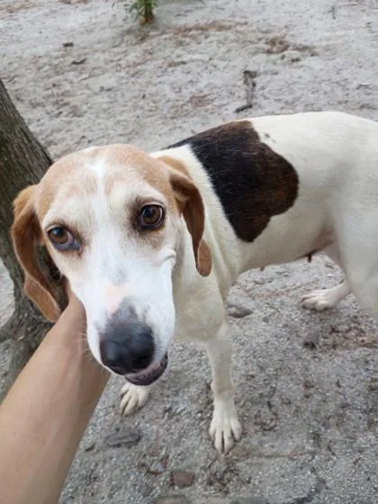 An adult medium-sized female Tricolor (Brown, Black, & White) Mixed Breed dog named Maize for adoption in Georgetown, SC