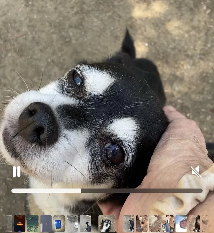 Princess And Zoro thumbnail 2