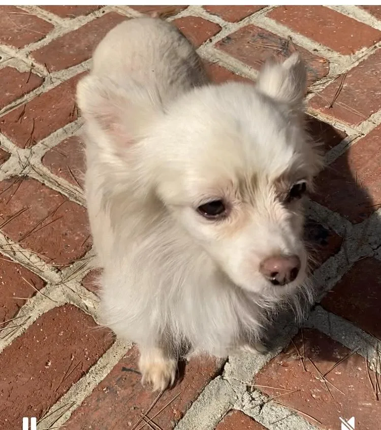 Princess And Zoro thumbnail 4