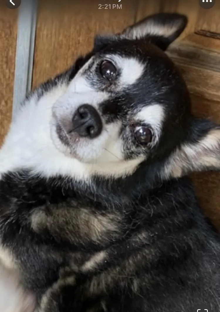 Princess And Zoro thumbnail 6