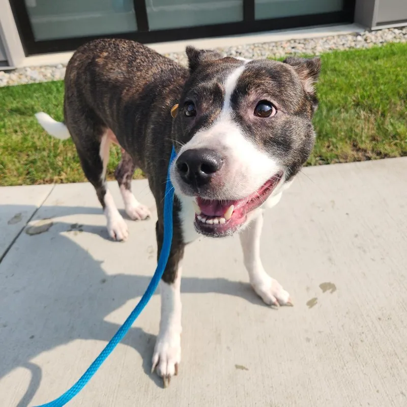 An adult medium-sized female Black Pit Bull Terrier dog named Gigi for adoption in Fort Wayne, IN
