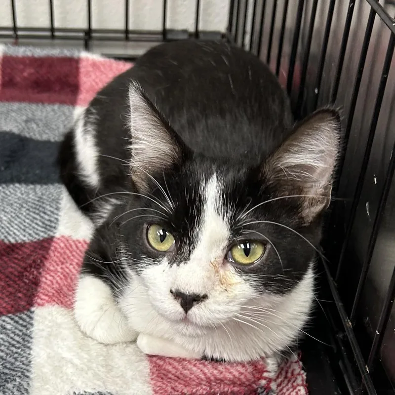 A young medium-sized male Black Domestic Short Hair cat named Oreo for adoption in Hannibal, MO