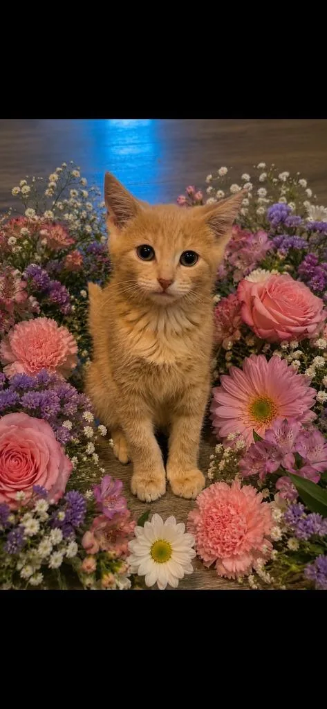 A baby medium-sized male Domestic Short Hair cat named Aires for adoption in Johnson City, TN