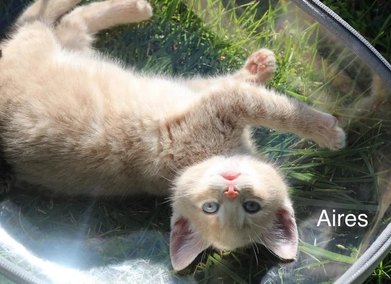 Aires thumbnail 4