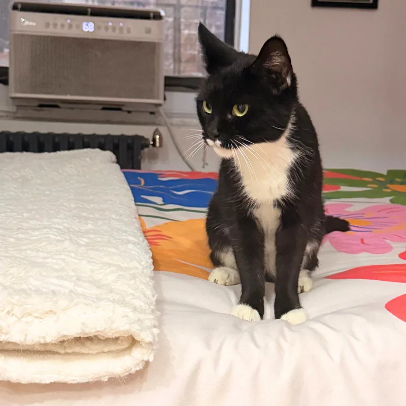 An adult medium-sized female Black & White / Tuxedo Domestic Short Hair cat named Marshmallow for adoption in Brooklyn, NY
