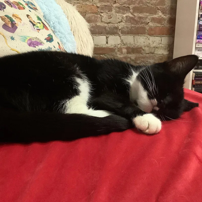 Marshmallow thumbnail 3