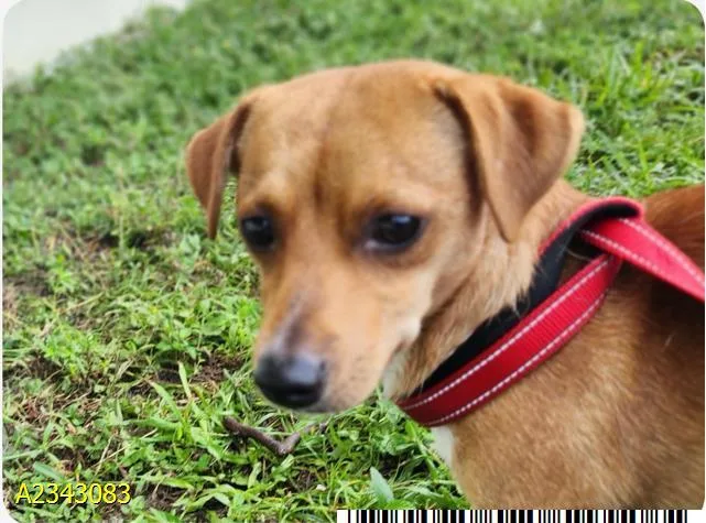 A young small-sized male Mixed Breed dog named Bologna for adoption in West Palm Beach, FL