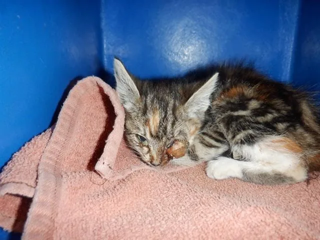 A baby small-sized female Domestic Medium Hair cat named Libra for adoption in San Jose, CA