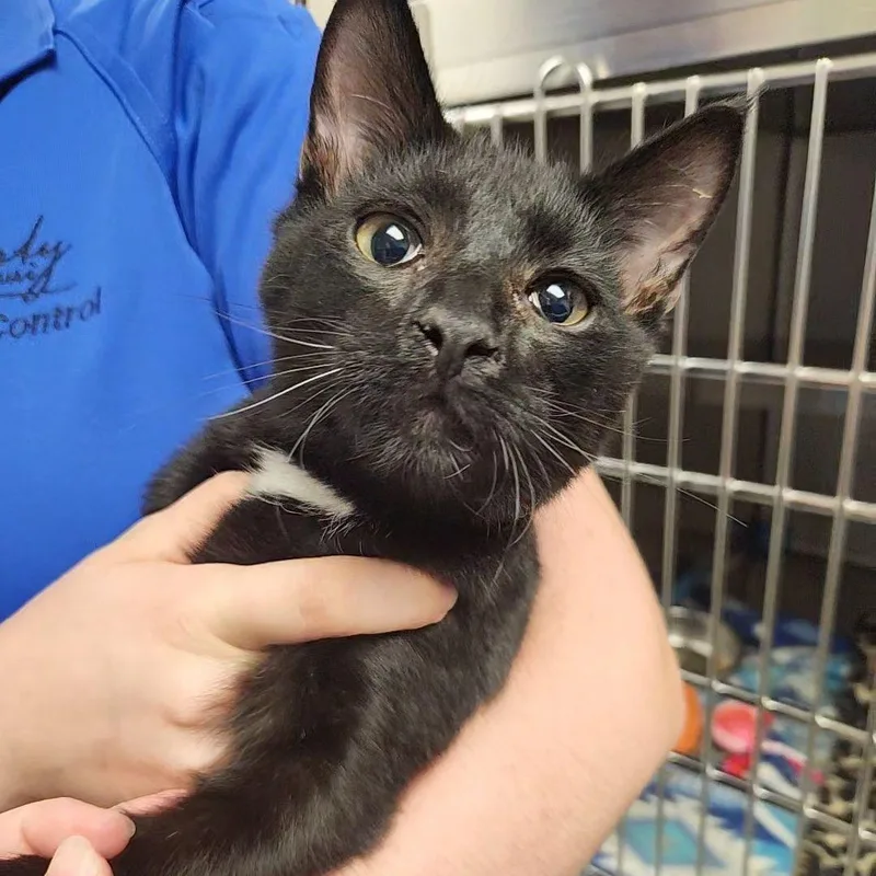 A young medium-sized male Domestic Short Hair cat named Found for adoption in Liberty, MO