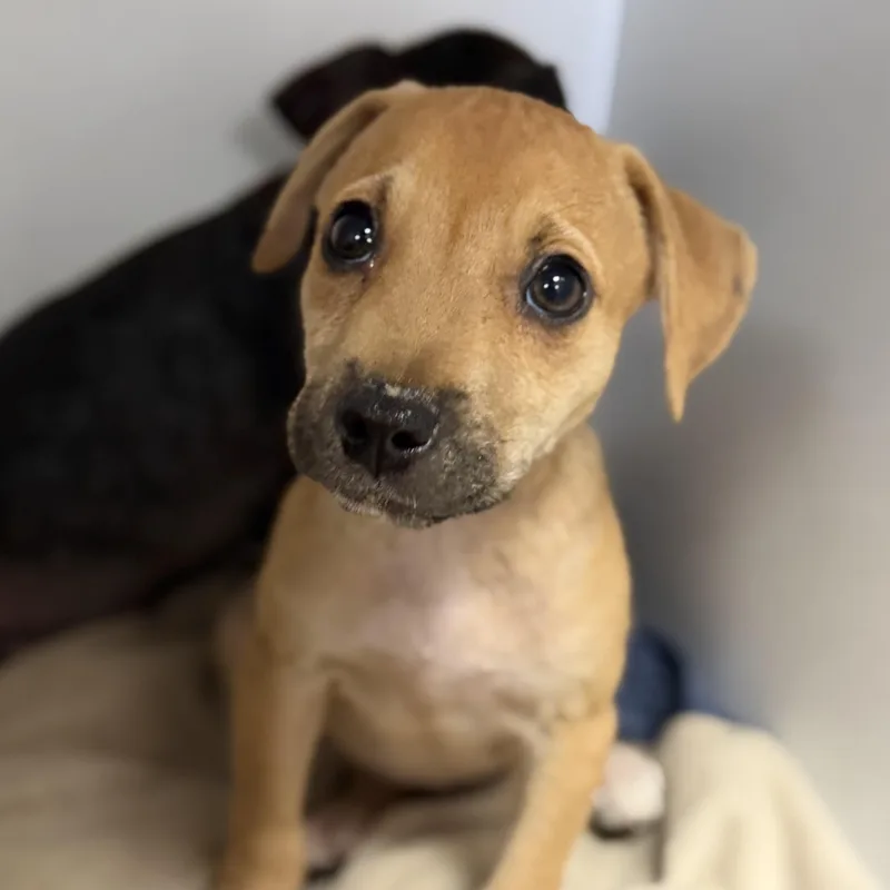 A baby medium-sized female White / Cream Mixed Breed dog named Honeywell for adoption in Columbia, SC