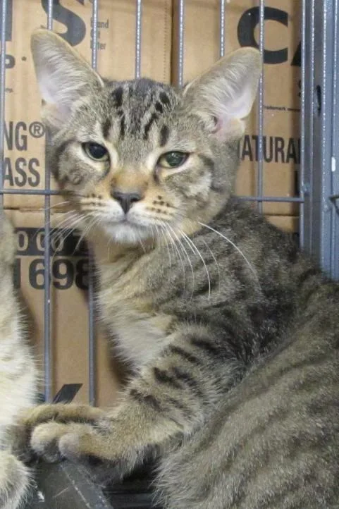 A baby medium-sized male Tabby (Brown / Chocolate) Tabby cat named Gene for adoption in Richmond, VA