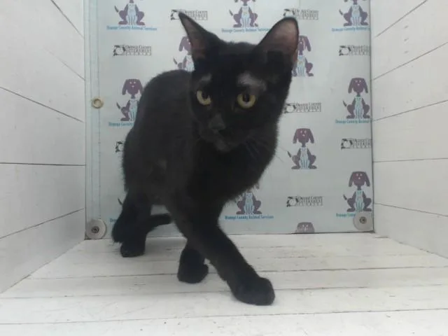 A young small-sized female Domestic Short Hair cat named Sweetie for adoption in Orlando, FL
