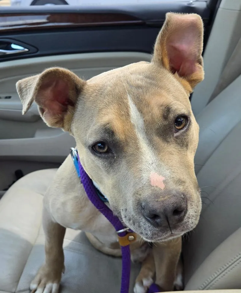 A baby small-sized male Mixed Breed dog named Ralph for adoption in Jonesboro, AR