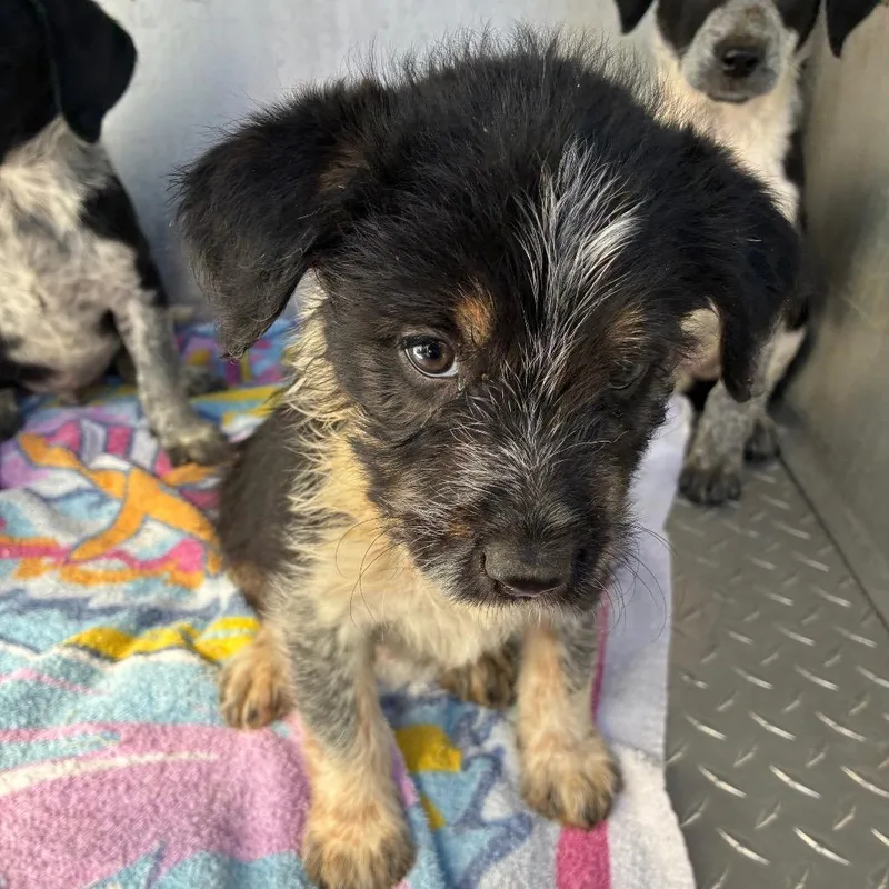 A baby small-sized female Black Mixed Breed dog named Hehaw for adoption in Greensboro, NC