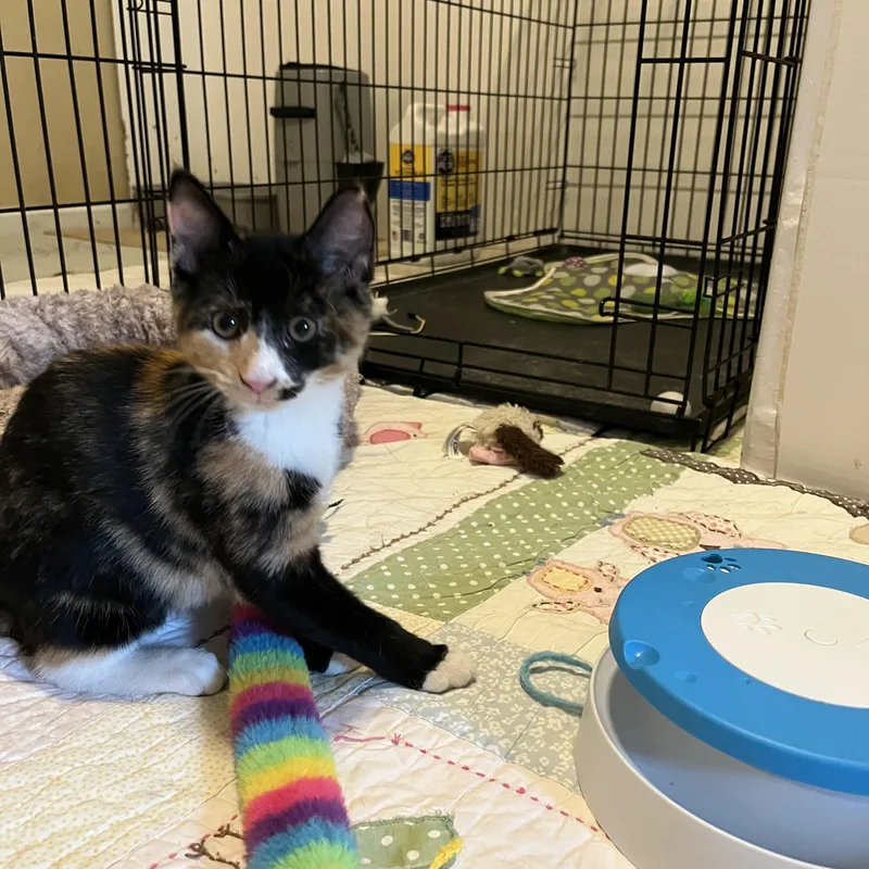 A baby medium-sized female Calico Domestic Short Hair cat named Suzie Q for adoption in Duluth, GA