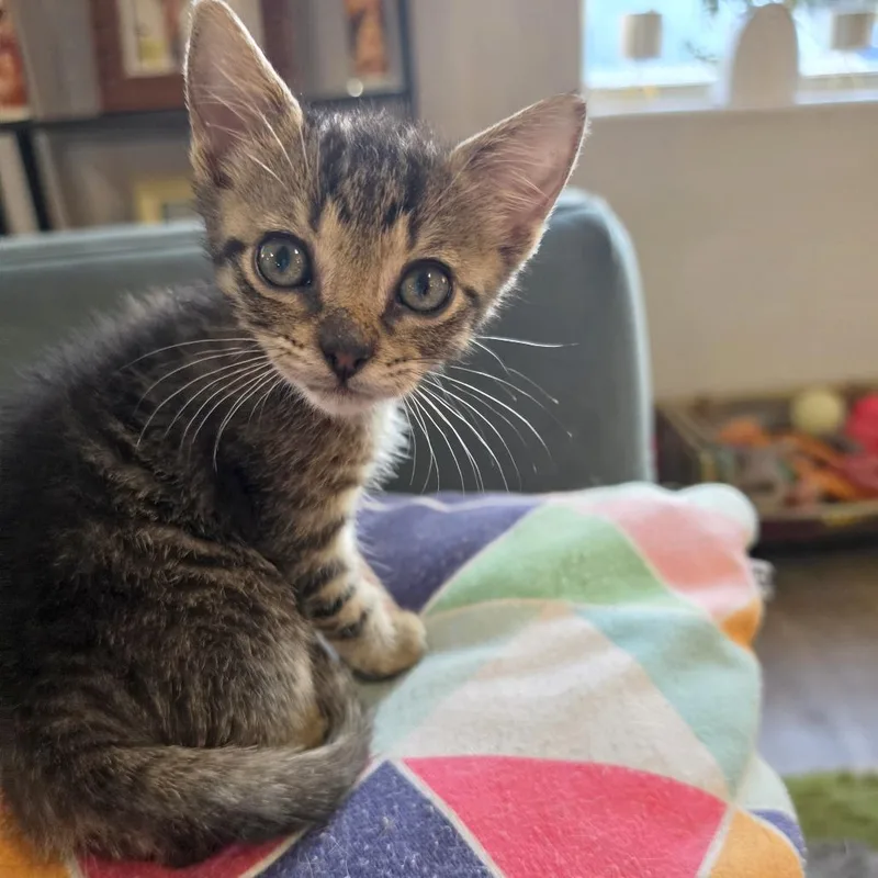 A baby small-sized male Brown / Chocolate Domestic Short Hair cat named Igloo for adoption in Austin, TX