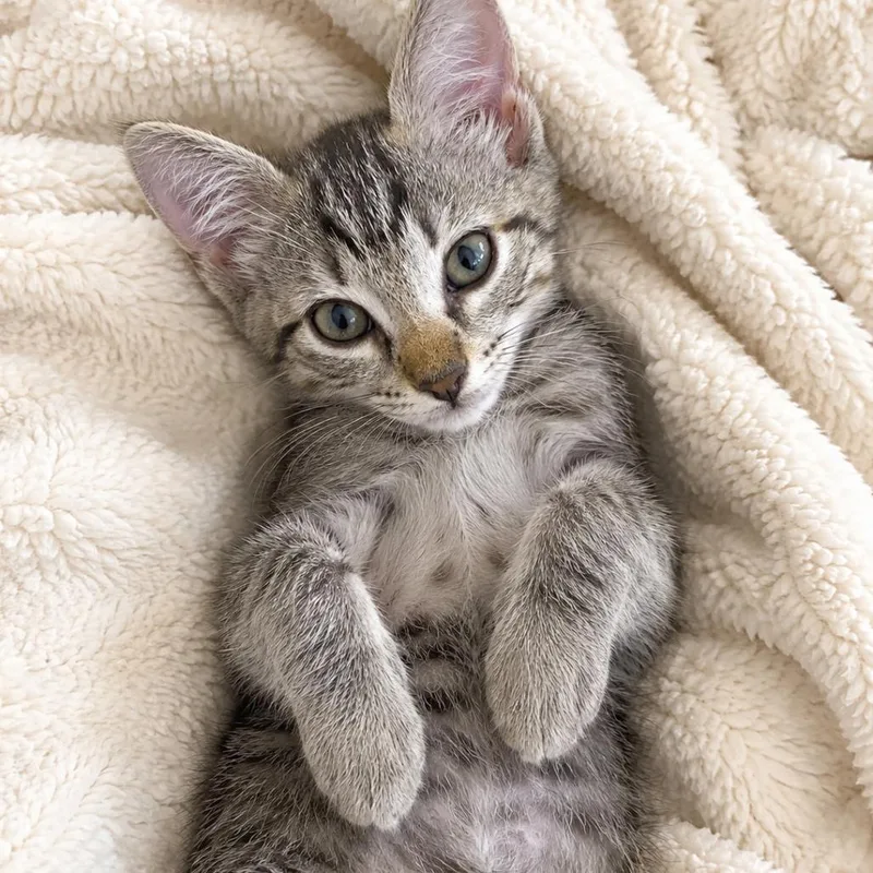 A baby small-sized female Gray / Blue / Silver Domestic Short Hair cat named Destini for adoption in Tucson, AZ
