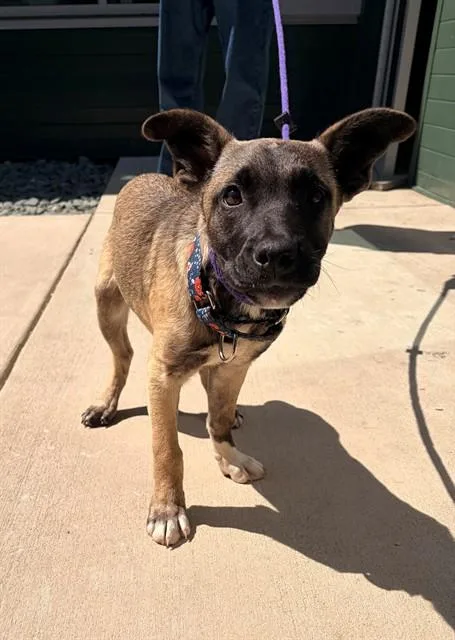 A baby small-sized female Labrador Retriever dog named Carnation for adoption in Leesburg, VA