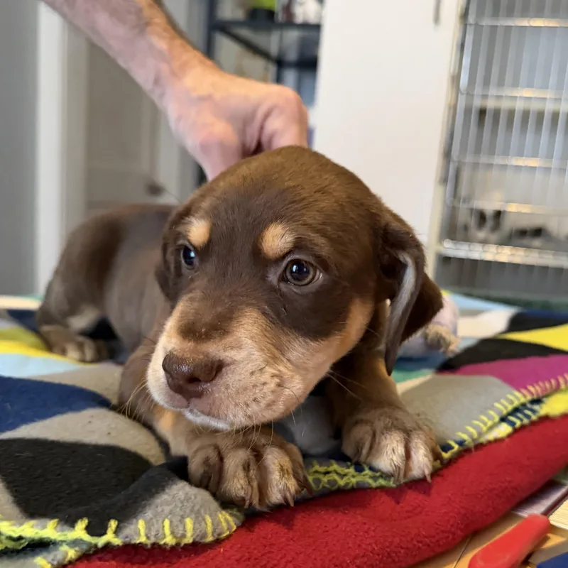 A baby medium-sized male Brown / Chocolate Catahoula Leopard Dog dog named Gary for adoption in Memphis, TN