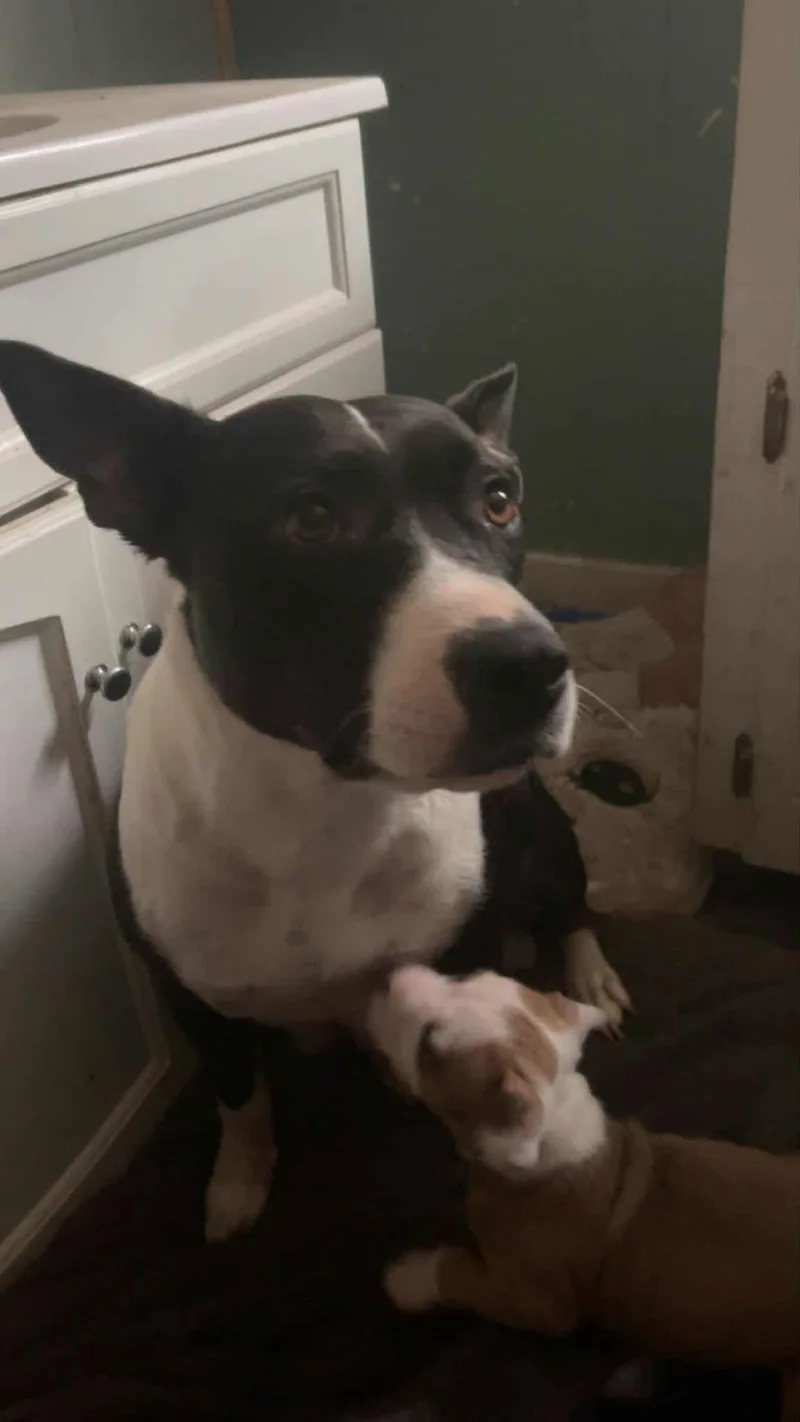 Raisinlucky Litter Mama