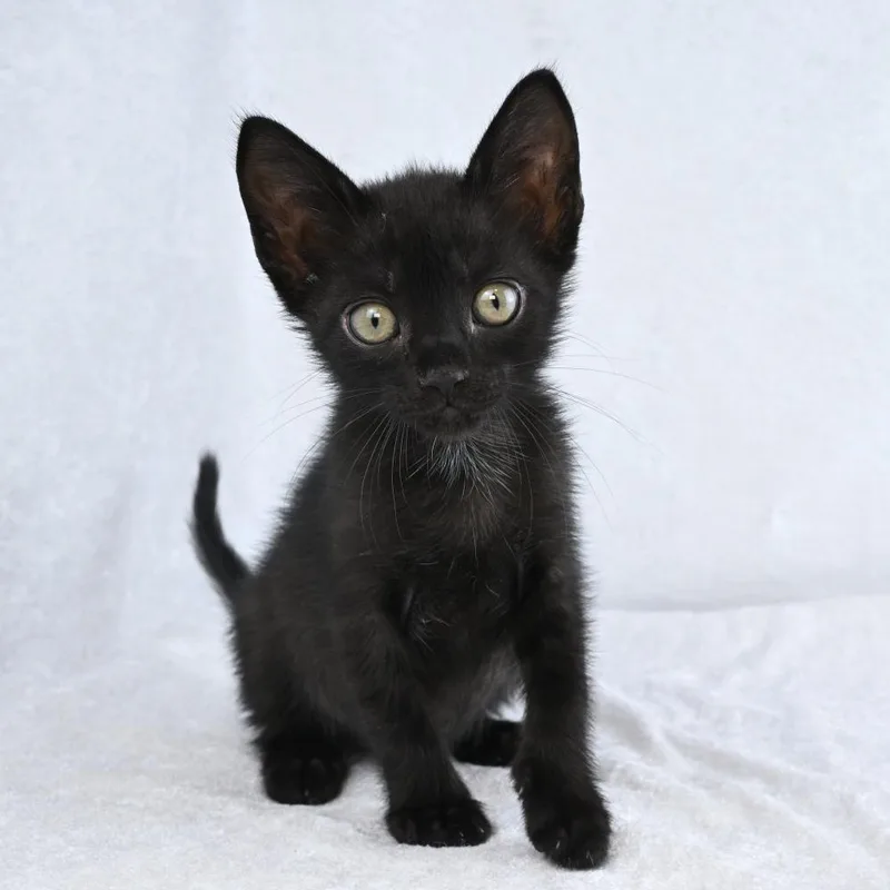 A baby small-sized male Black Domestic Short Hair cat named Salem for adoption in Mobile, AL