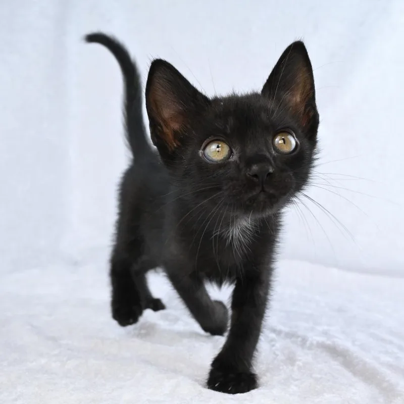 Salem thumbnail 2