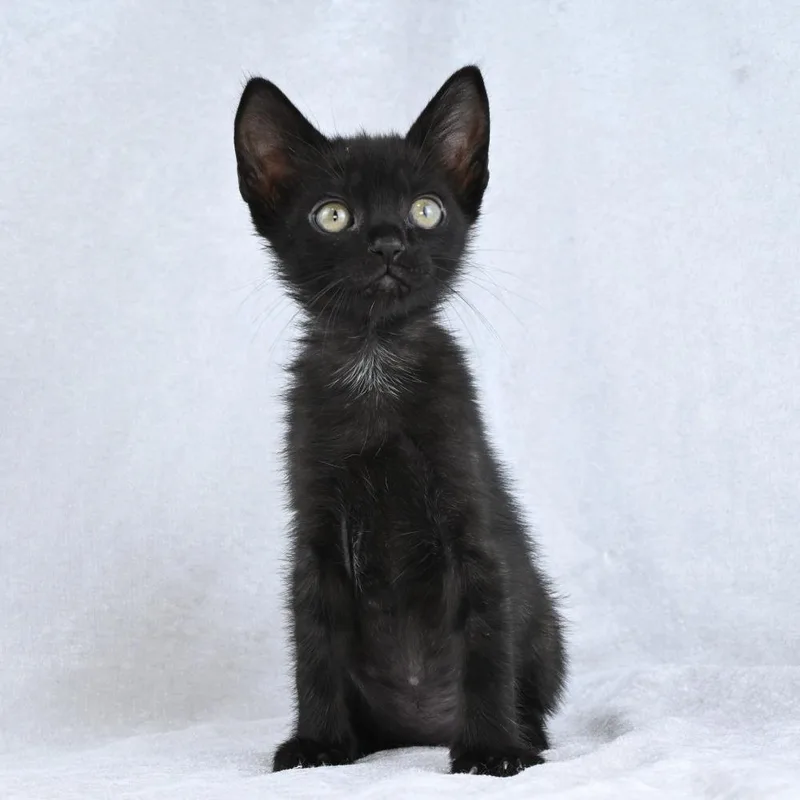 Salem thumbnail 3