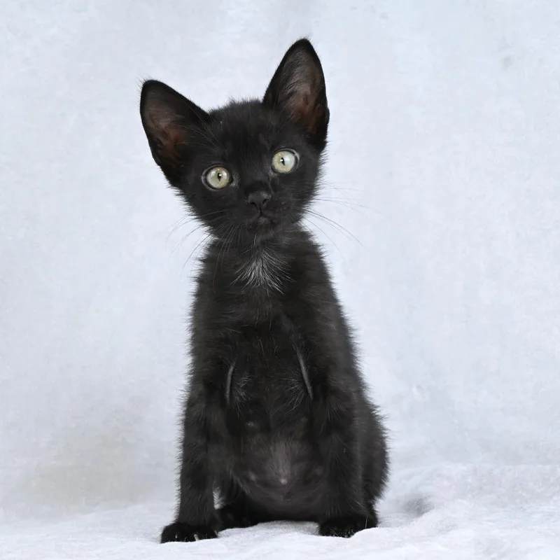 Salem thumbnail 4