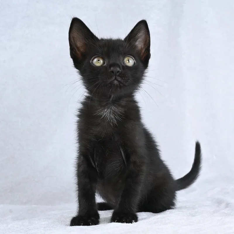 Salem thumbnail 5