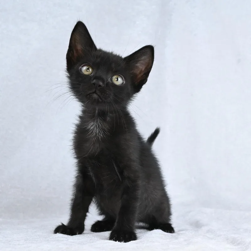 Salem thumbnail 6