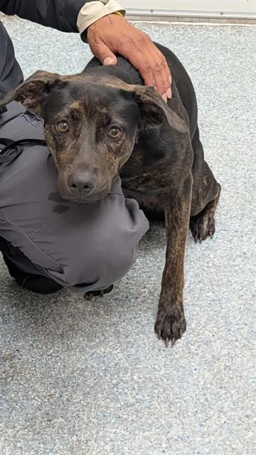 An adult large-sized female Labrador Retriever dog named Travisina for adoption in Garland, TX