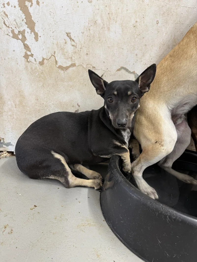 An adult small-sized female Chihuahua dog named Quinn for adoption in Blue Springs, MO