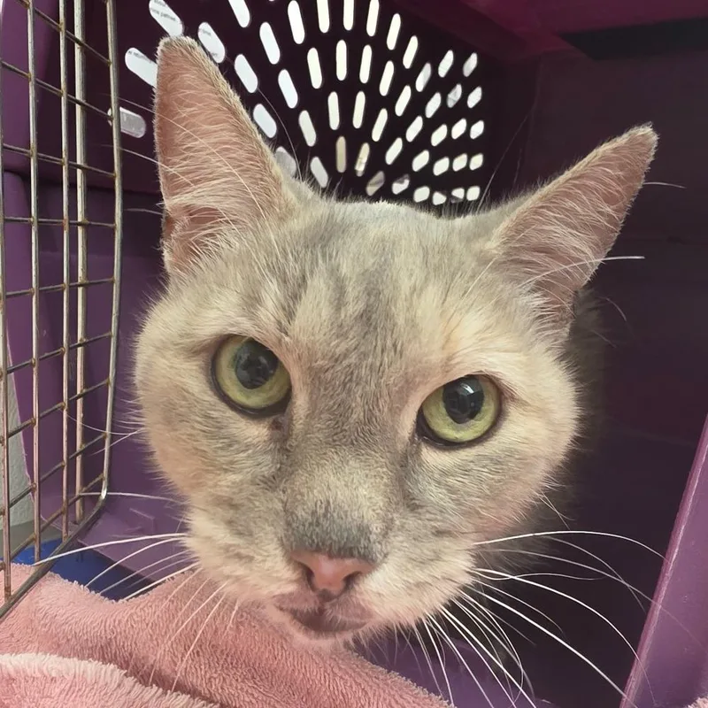 An adult medium-sized female Domestic Short Hair cat named Darlene for adoption in Oshkosh, WI