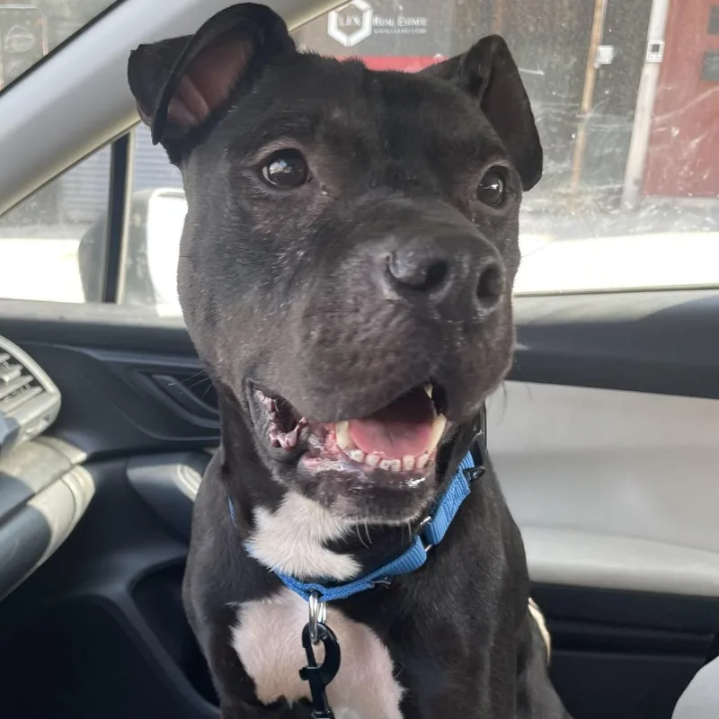 An adult medium-sized male Black Mixed Breed dog named Blue Fka Hemmis for adoption in Vassalboro, ME
