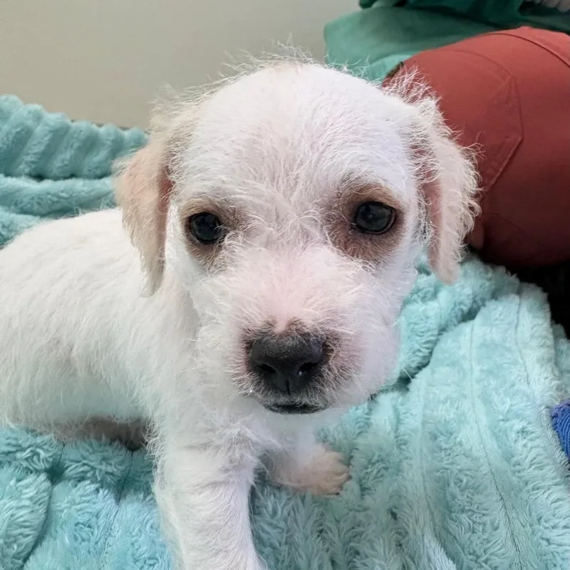 A baby small-sized male White / Cream Pekingese dog named Danish for adoption in Branford, CT
