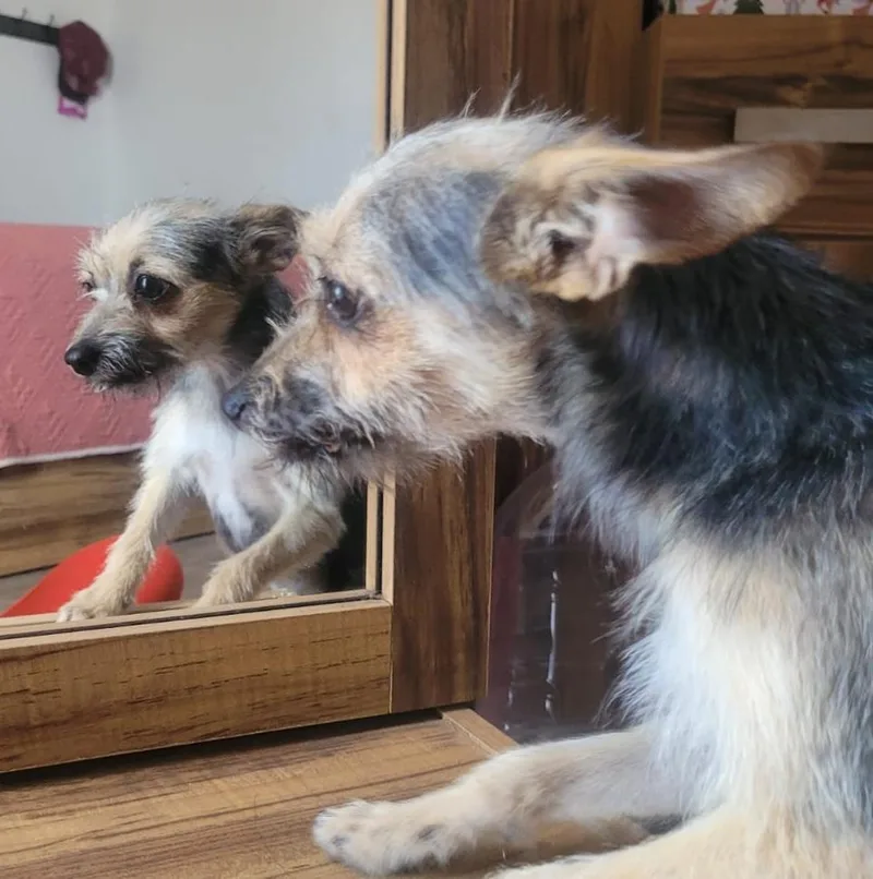 Galleta thumbnail 2