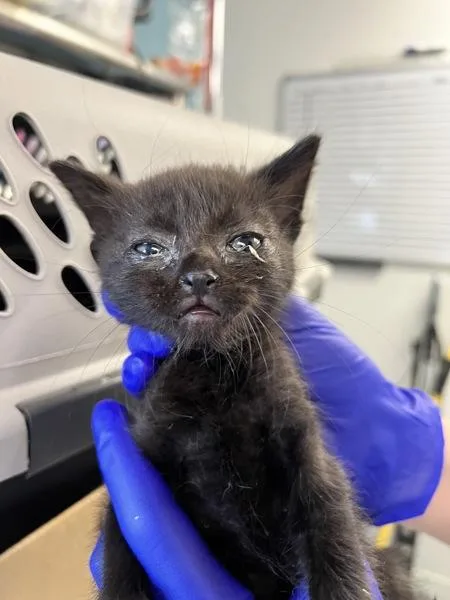 A baby small-sized female Domestic Short Hair cat named Killua for adoption in Vallejo, CA