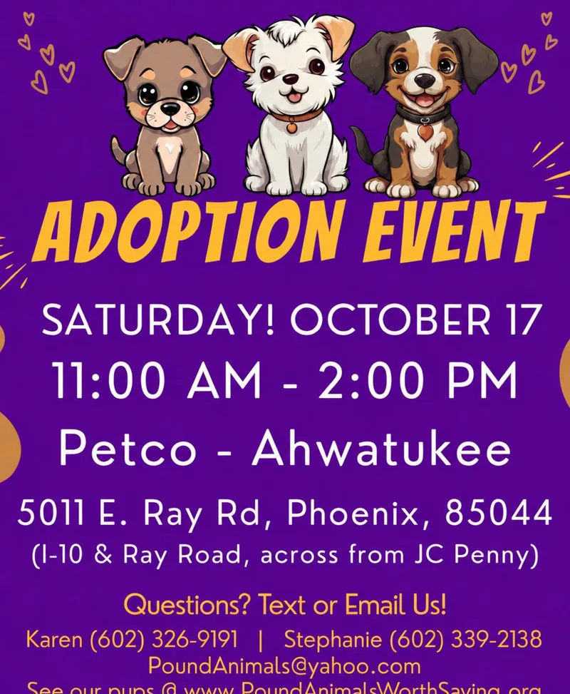 An adult small-sized female Havanese dog named Cinnamon   Yr for adoption in Mesa, AZ