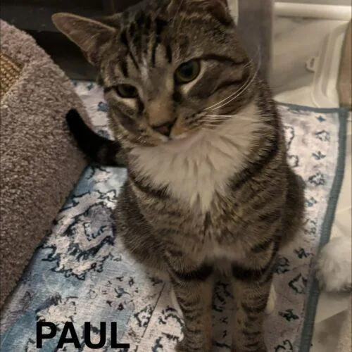 An adult medium-sized male Tabby (Brown / Chocolate) Domestic Short Hair cat named Paul for adoption in Seven Valleys, PA