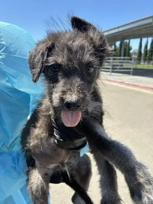 A baby small-sized male Terrier dog named Diomedes for adoption in Fresno, CA