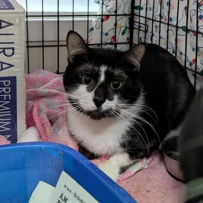 An adult medium-sized male Black Domestic Short Hair cat named Manny for adoption in Tacoma, WA